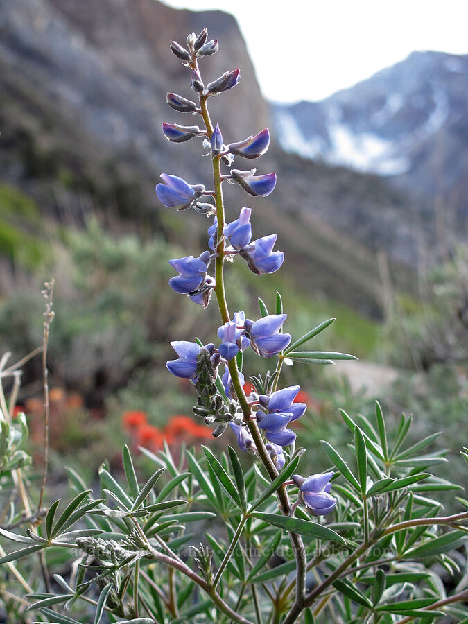 lupine (Lupinus sp.) [McGee Creek Trail, Inyo National Forest, Mono County, California]