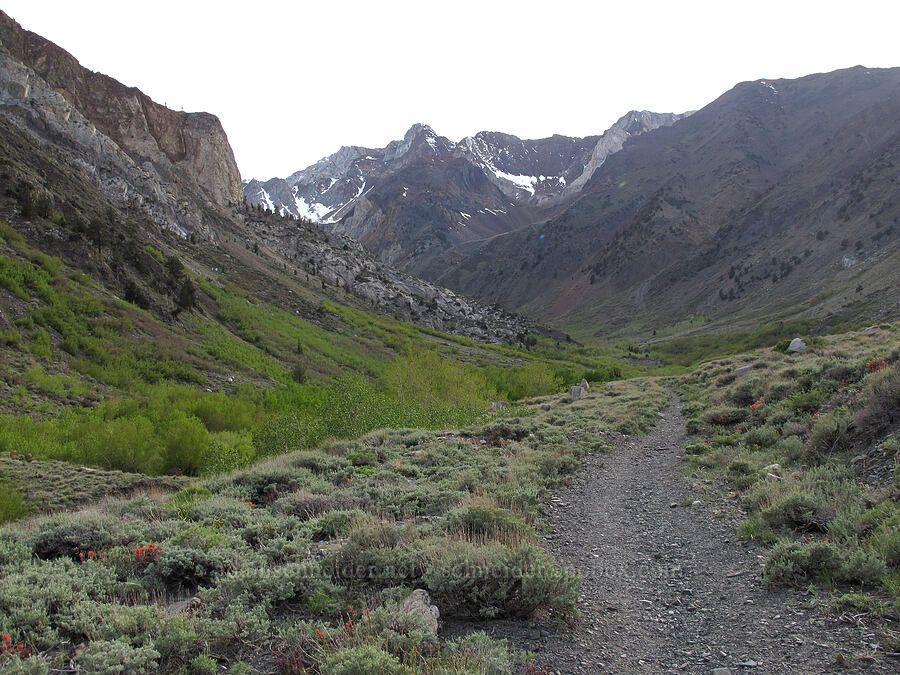 Mt. Baldwin & McGee Creek Valley [McGee Creek Trail, Inyo National Forest, Mono County, California]
