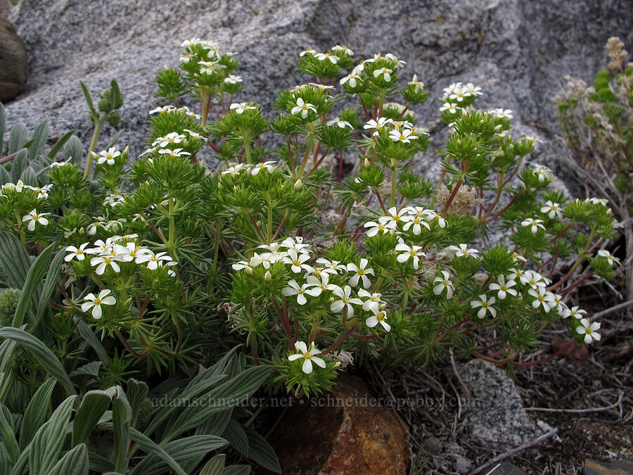Nuttall's linanthus (Leptosiphon nuttallii (Linanthus nuttallii)) [McGee Creek Trail, Inyo National Forest, Mono County, California]