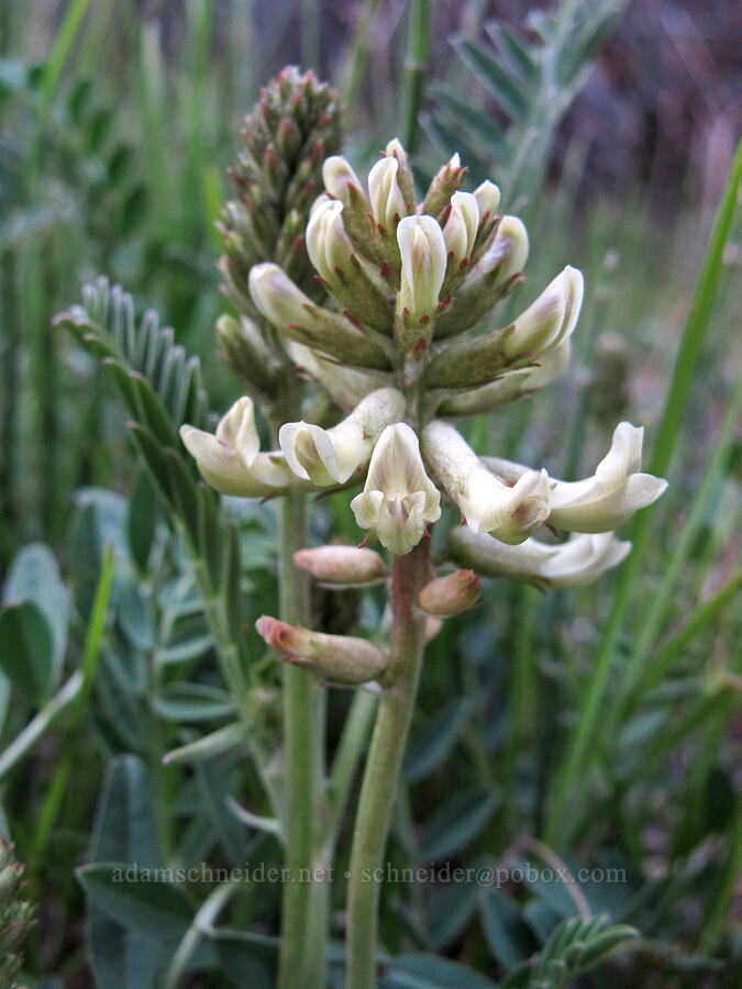 Canadian milk-vetch (Astragalus canadensis var. brevidens) [McGee Creek Trail, Inyo National Forest, Mono County, California]