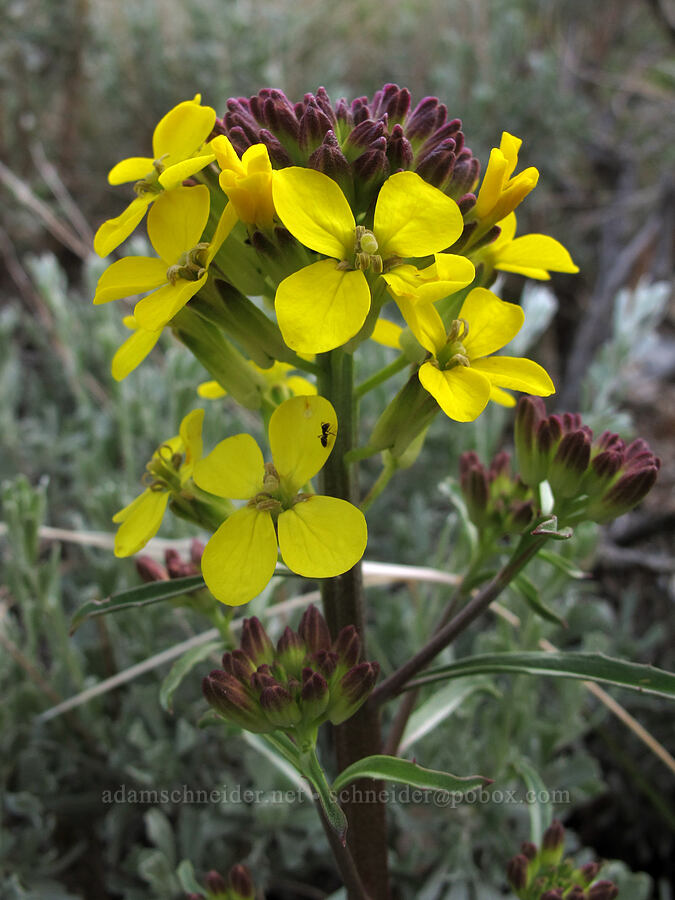 wallflower (Erysimum sp.) [McGee Creek Trail, John Muir Wilderness, Mono County, California]