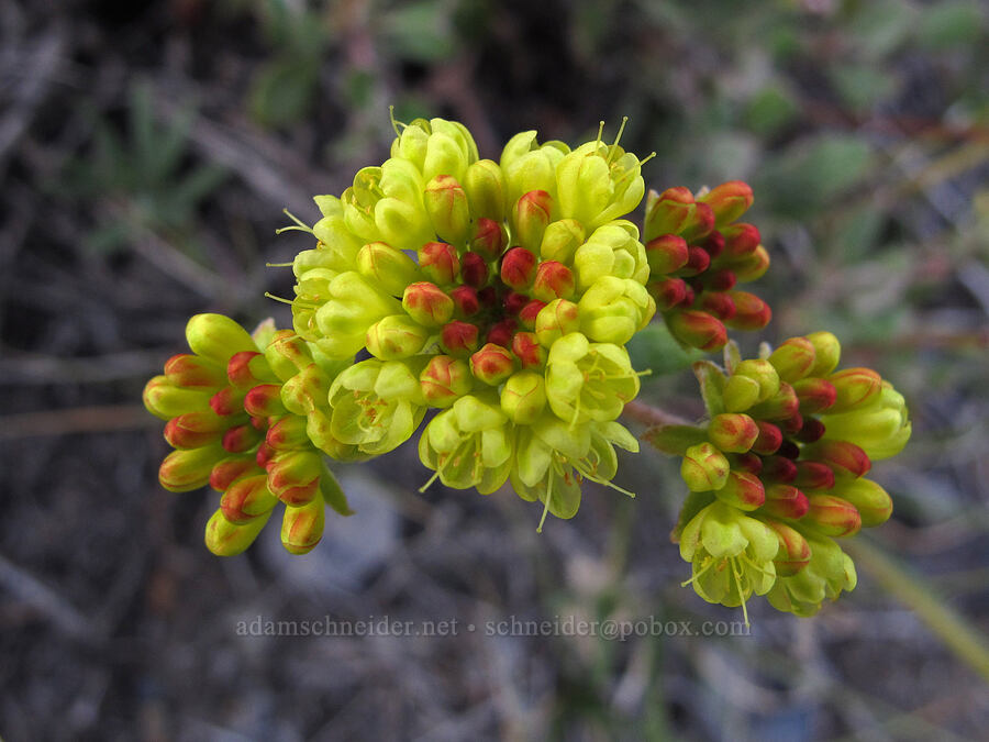 Nevada sulphur-flower buckwheat (Eriogonum umbellatum var. nevadense) [McGee Creek Trail, Inyo National Forest, Mono County, California]