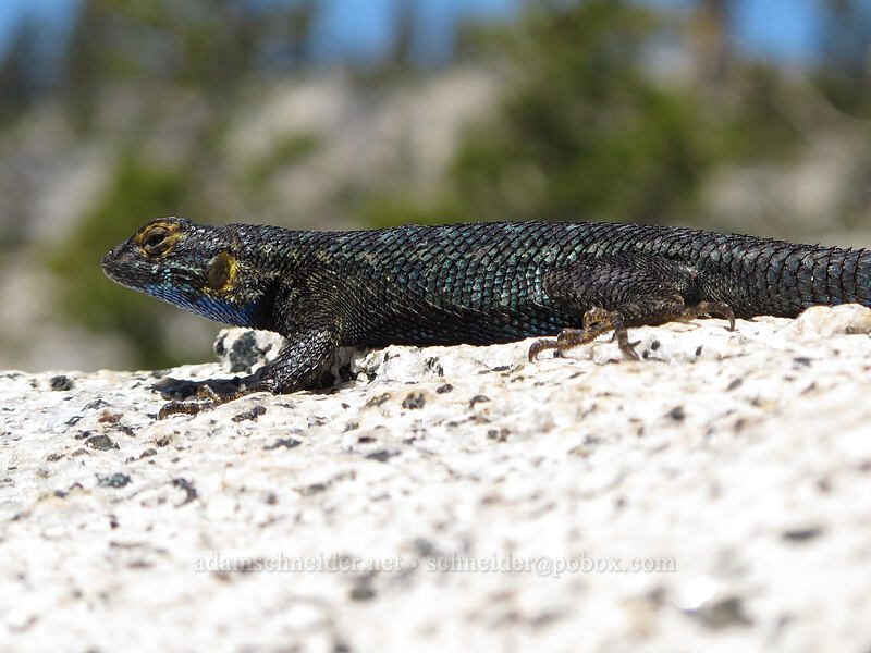 Sierra fence lizard (Sceloporus occidentalis taylori) [Olmsted Point, Yosemite National Park, Mariposa County, California]