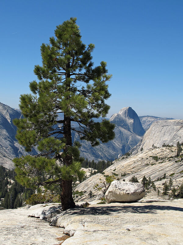 pine tree & Half Dome (Pinus contorta ssp. murrayana) [Olmsted Point, Yosemite National Park, Mariposa County, California]