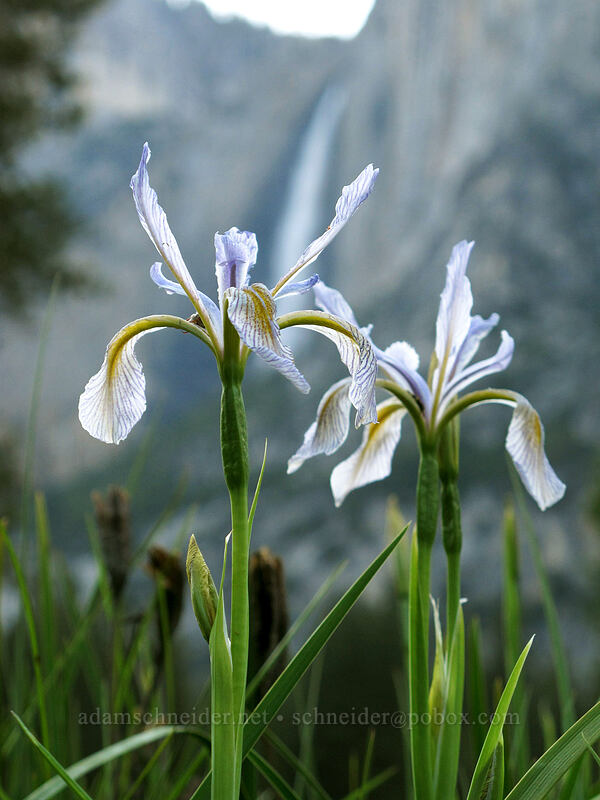 irises (Iris hartwegii) [Ahwahnee Meadow, Yosemite National Park, Mariposa County, California]