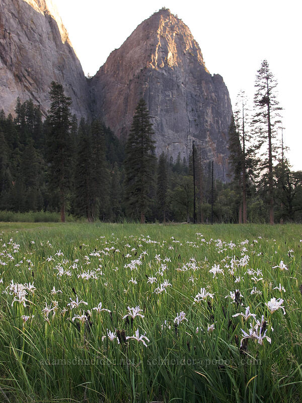 irises (Iris hartwegii) [El Capitan Meadow, Yosemite National Park, Mariposa County, California]