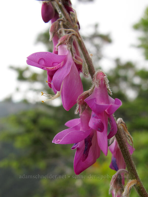 western sweet-vetch (Hedysarum occidentale) [Hurricane Hill Trail, Olympic National Park, Clallam County, Washington]