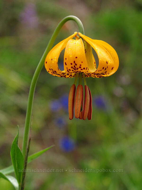 Columbia tiger lily (Lilium columbianum) [Hurricane Hill Trail, Olympic National Park, Clallam County, Washington]