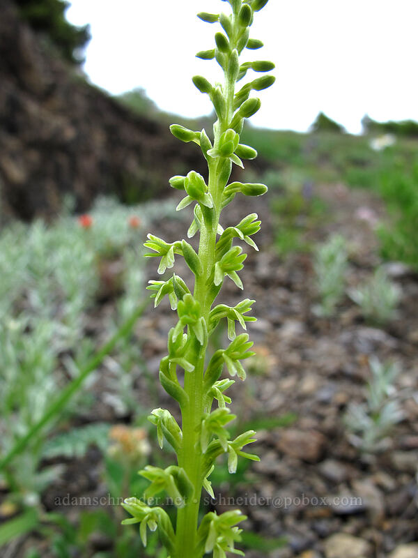 short-spurred rein orchid (Platanthera unalascensis (Piperia unalascensis)) [Hurricane Hill Trail, Olympic National Park, Clallam County, Washington]