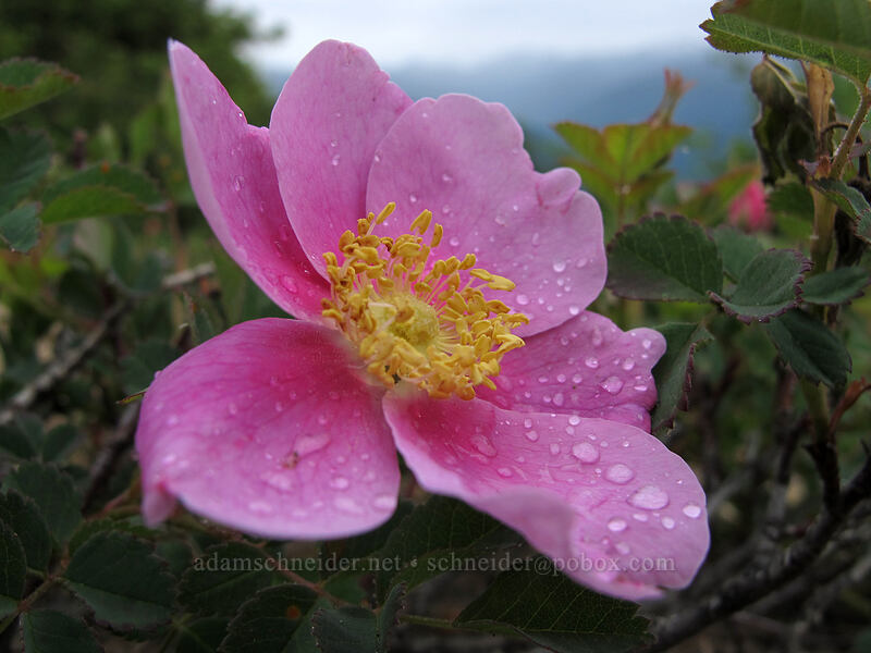 wild rose (Rosa sp.) [Hurricane Hill Trail, Olympic National Park, Clallam County, Washington]