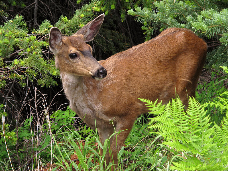 deer (Odocoileus hemionus columbianus) [Hurricane Hill Trail, Olympic National Park, Clallam County, Washington]