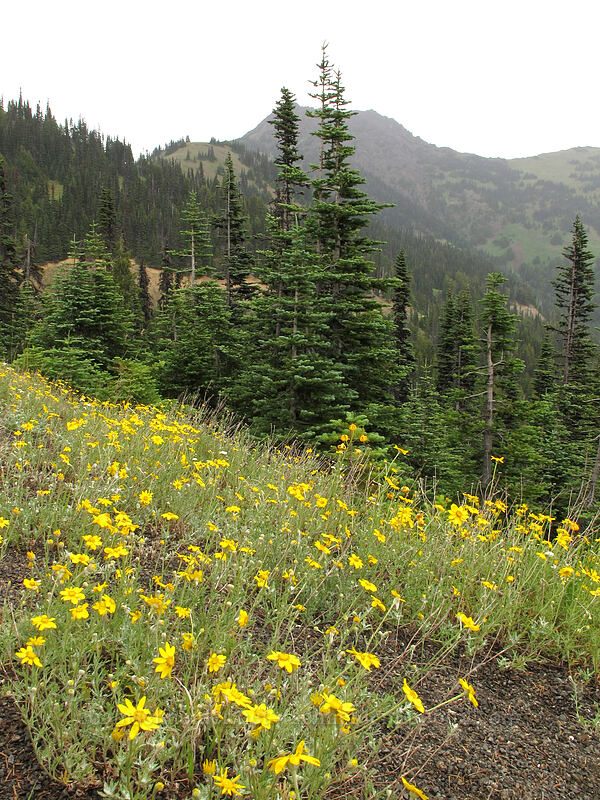 Oregon sunshine (woolly sunflower) (Eriophyllum lanatum) [Hurricane Ridge Road, Olympic National Park, Clallam County, Washington]