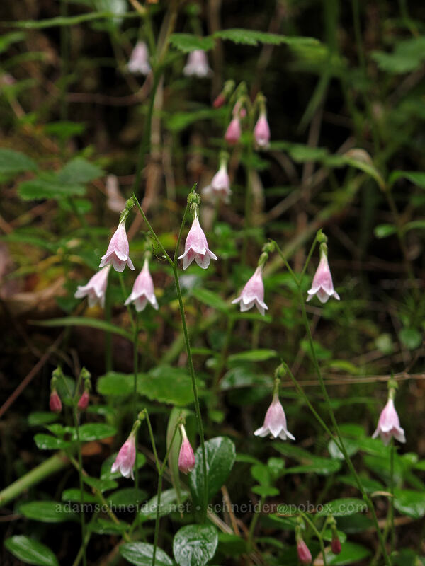 twinflowers (Linnaea borealis) [Marymere Falls Trail, Olympic National Park, Clallam County, Washington]