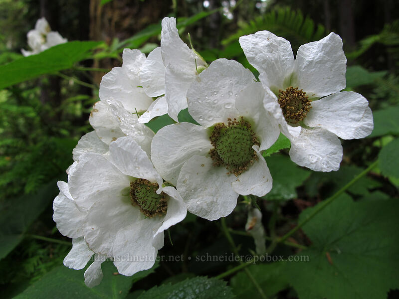 thimbleberry flowers (Rubus parviflorus) [Marymere Falls Trail, Olympic National Park, Clallam County, Washington]