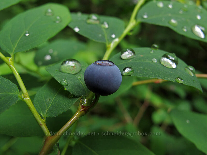 oval-leaf blueberry (Vaccinium ovalifolium) [Sol Duc Trail, Olympic National Park, Clallam County, Washington]