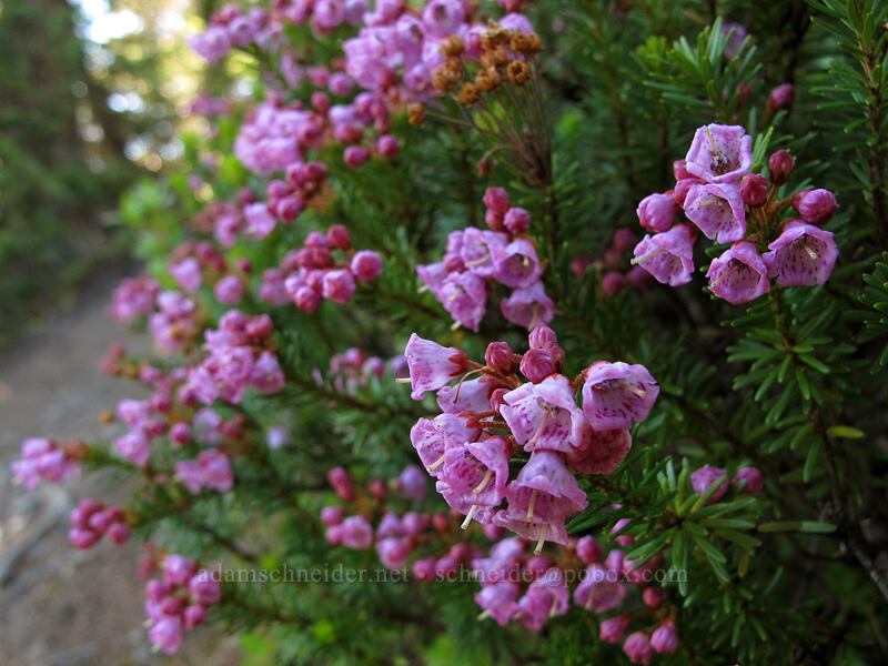 pink mountain heather (Phyllodoce empetriformis) [Klahhane Ridge Trail, Olympic National Park, Clallam County, Washington]