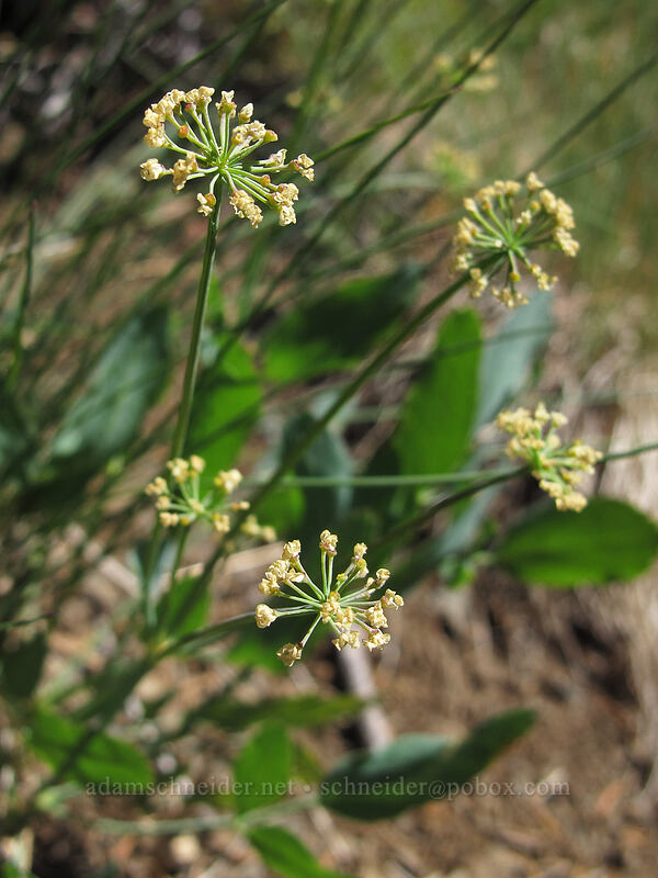 bare-stem biscuitroot, fading (Lomatium nudicaule) [Klahhane Ridge Trail, Olympic National Park, Clallam County, Washington]