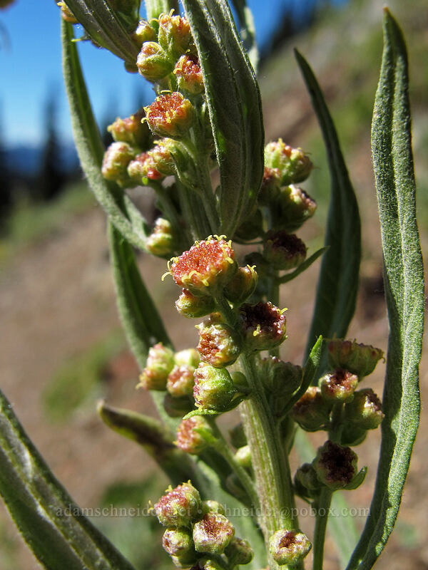 wormwood flowers (Artemisia sp.) [Klahhane Ridge Trail, Olympic National Park, Clallam County, Washington]