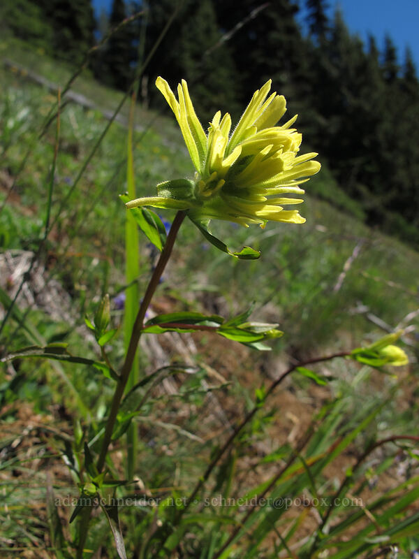 yellow paintbrush (Castilleja miniata) [Klahhane Ridge Trail, Olympic National Park, Clallam County, Washington]