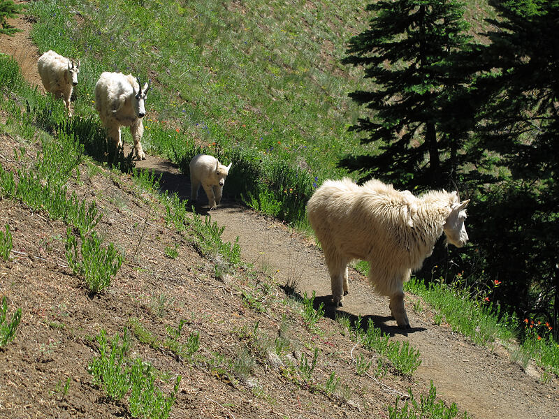 mountain goats (Oreamnos americanus) [Klahhane Ridge Trail, Olympic National Park, Clallam County, Washington]
