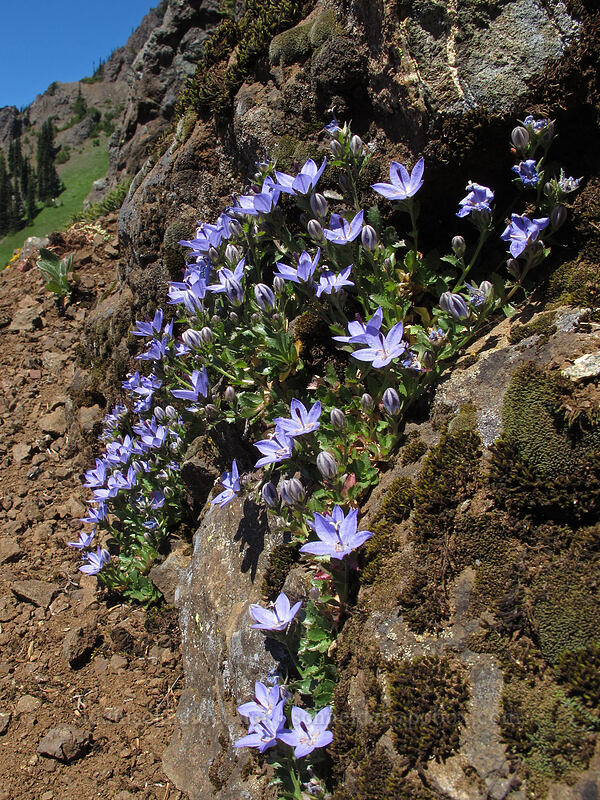 Olympic bellflowers/harebells (Campanula piperi) [Switchback Trail, Olympic National Park, Clallam County, Washington]