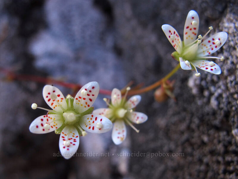 spotted saxifrage (Saxifraga bronchialis ssp. austromontana (Saxifraga austromontana)) [Mount Angeles, Olympic National Park, Clallam County, Washington]