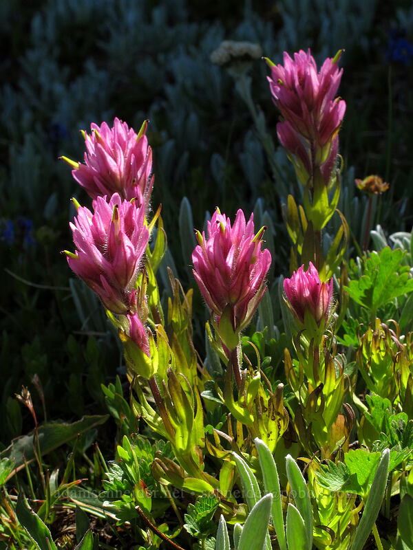 Olympic paintbrush (Castilleja parviflora var. olympica) [Lake Angeles Trail, Olympic National Park, Clallam County, Washington]