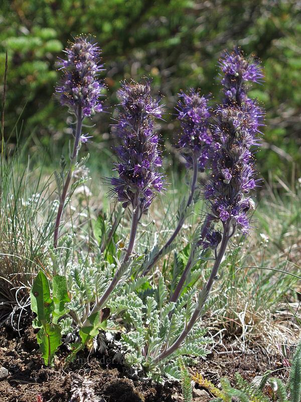 silky phacelia (Phacelia sericea) [Lake Angeles Trail, Olympic National Park, Clallam County, Washington]