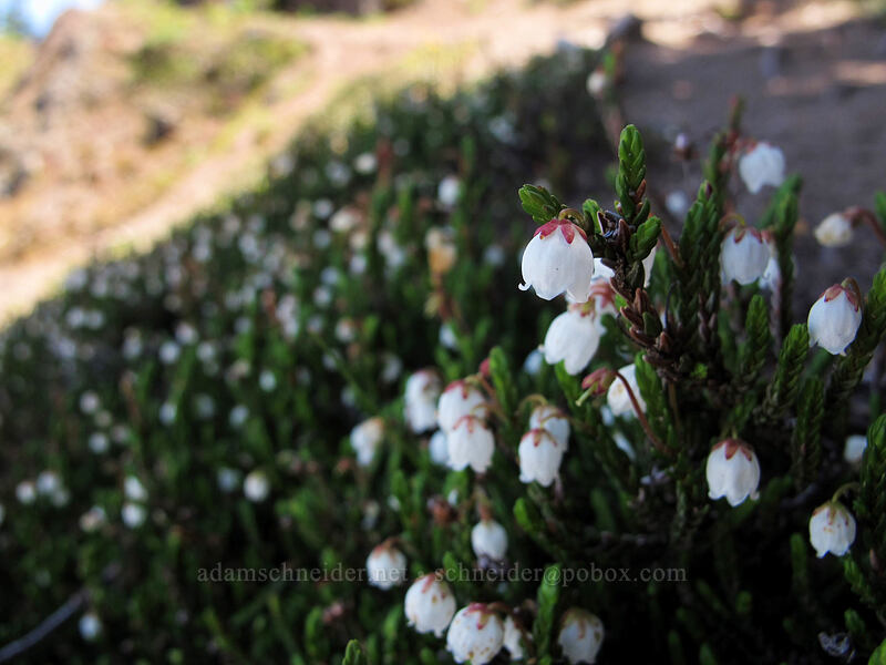 white mountain heather (Cassiope mertensiana) [Lake Angeles Trail, Olympic National Park, Clallam County, Washington]