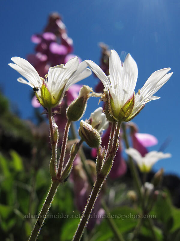 field chickweed (Cerastium arvense) [Lake Angeles Trail, Olympic National Park, Clallam County, Washington]