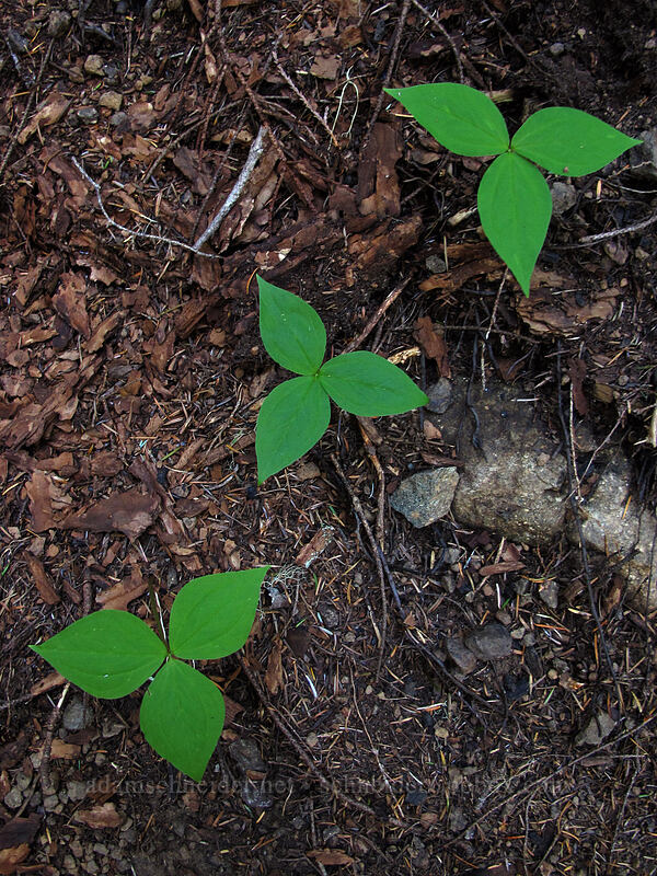 trio of trillium leaves (Trillium ovatum) [Lake Angeles Trail, Olympic National Park, Clallam County, Washington]