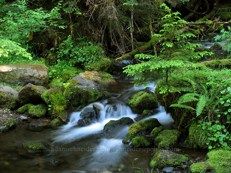 Ennis Creek [Lake Angeles Trail, Olympic National Park, Clallam County, Washington]