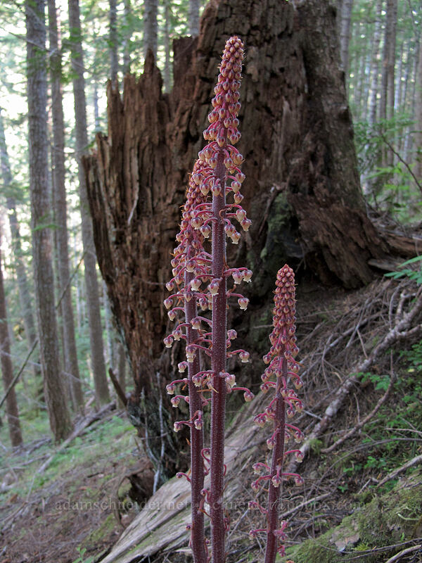 pinedrops (Pterospora andromedea) [Lake Angeles Trail, Olympic National Park, Clallam County, Washington]