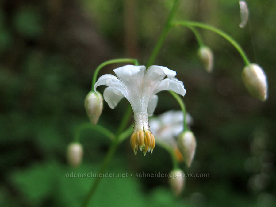 inside-out flower (Vancouveria hexandra) [Saddle Mountain Trail, Clatsop County, Oregon]