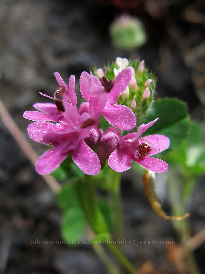 rosy plectritis (Plectritis congesta) [Saddle Mountain Trail, Clatsop County, Oregon]