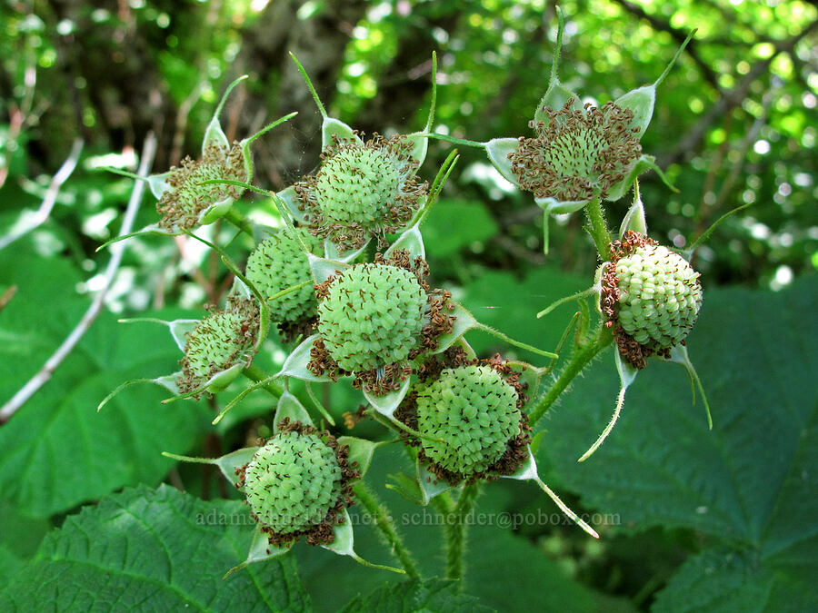 unripe thimbleberries (Rubus parviflorus) [Saddle Mountain Trail, Clatsop County, Oregon]