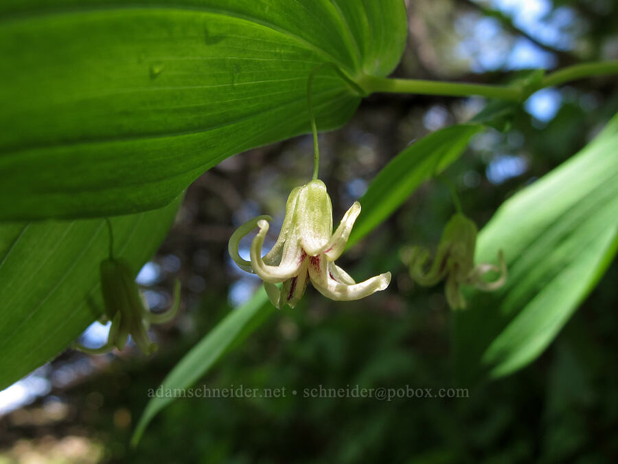 clasping-leaf twisted-stalk (Streptopus amplexifolius) [Saddle Mountain Trail, Clatsop County, Oregon]