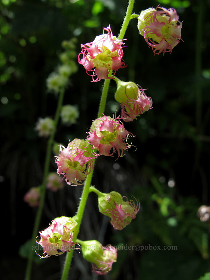 fringe-cup (Tellima grandiflora) [Saddle Mountain Trail, Clatsop County, Oregon]
