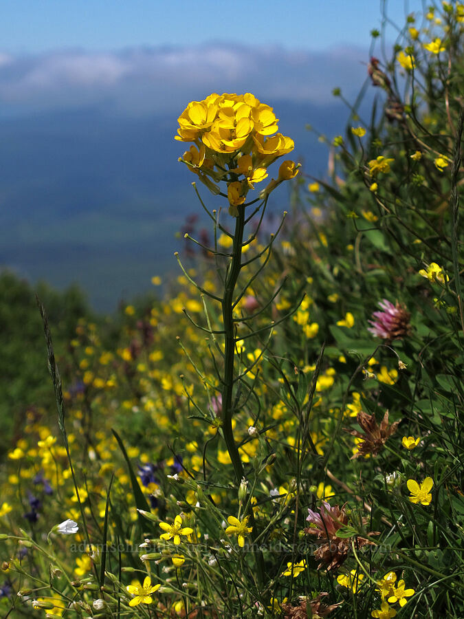 wallflower (Erysimum sp.) [Saddle Mountain summit, Clatsop County, Oregon]