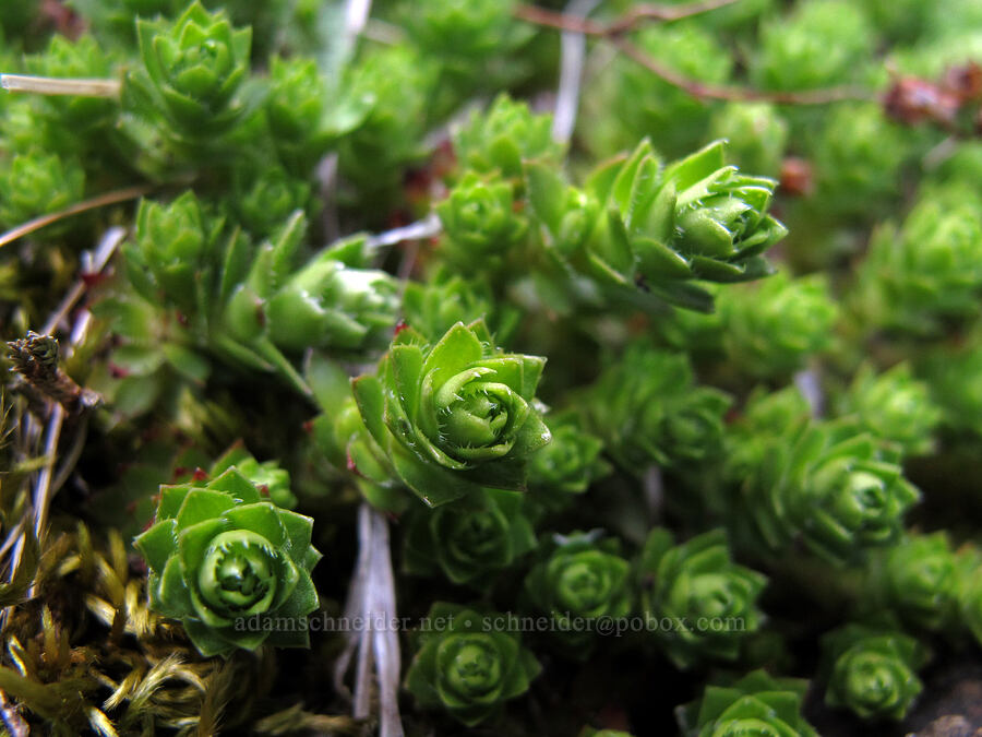 spotted saxifrage leaves (Saxifraga bronchialis ssp. vespertina (Saxifraga vespertina)) [Saddle Mountain summit, Clatsop County, Oregon]