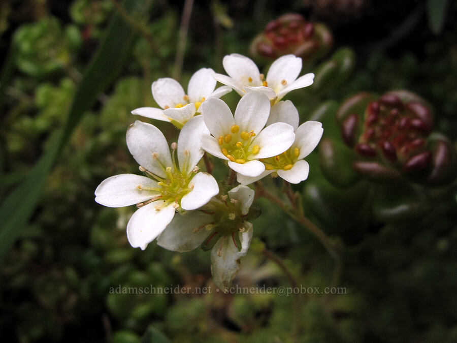 tufted saxifrage (Saxifraga cespitosa var. subgemmifera (Saxifraga caespitosa)) [Saddle Mountain summit, Clatsop County, Oregon]