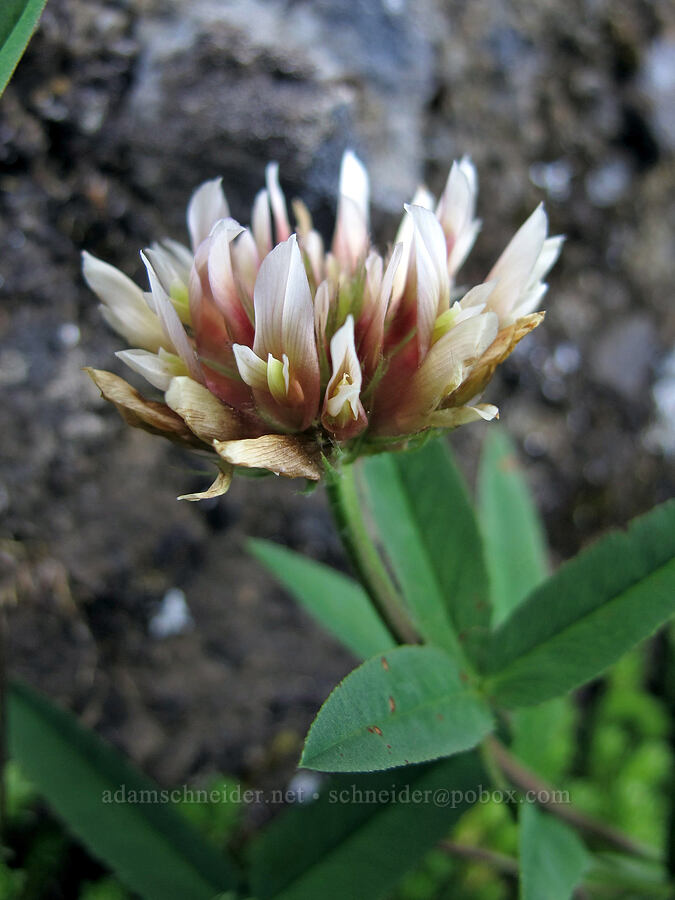 long-stalked clover (Trifolium longipes ssp. caurinum) [Saddle Mountain summit, Clatsop County, Oregon]
