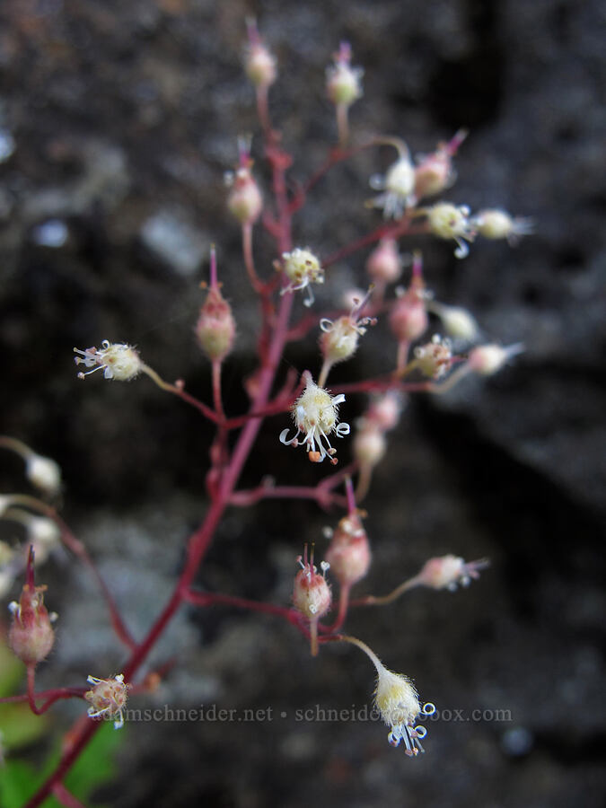 small-flowered alumroot (Heuchera micrantha) [Saddle Mountain summit, Clatsop County, Oregon]