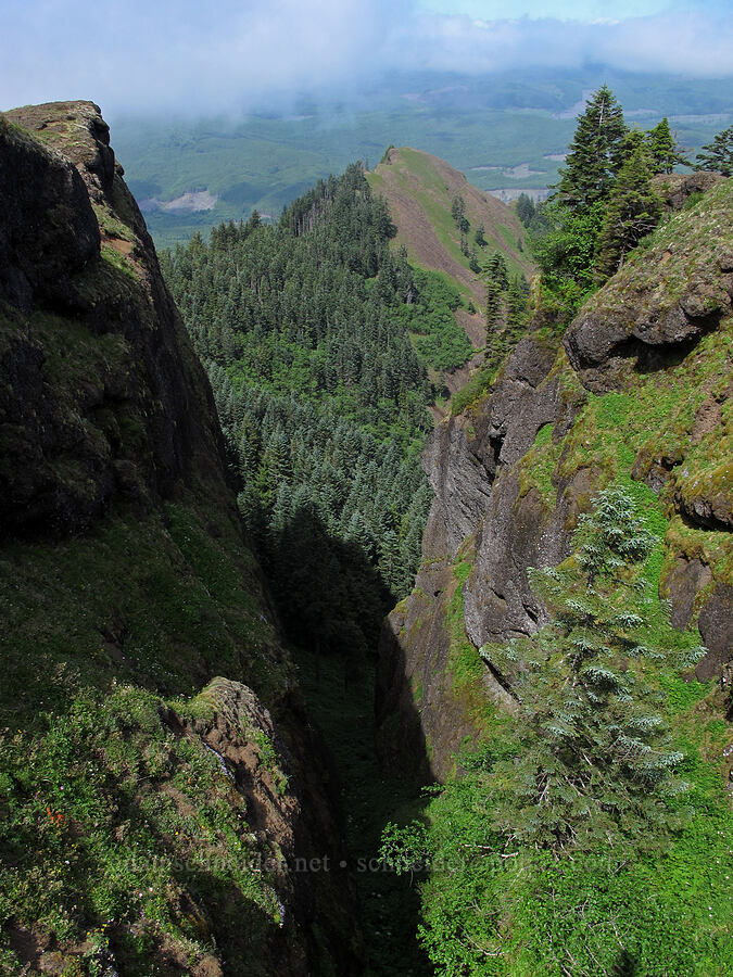 sharp ridges [Saddle Mountain summit, Clatsop County, Oregon]