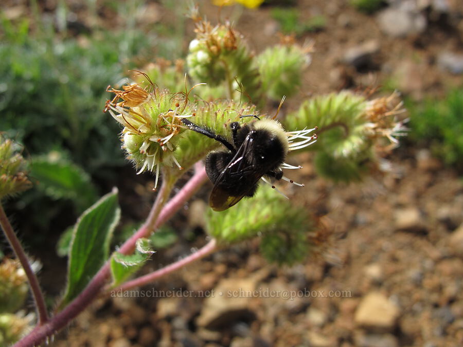 bumblebee on Oregon phacelia (Bombus sp., Phacelia nemoralis ssp. oregonensis) [Saddle Mountain summit, Clatsop County, Oregon]