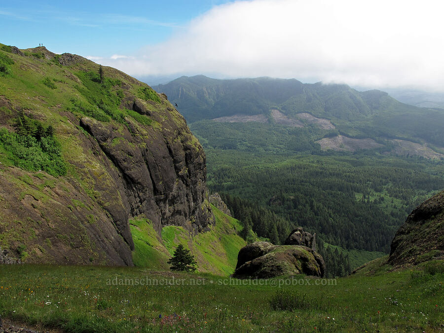 view to the south [Saddle Mountain Trail, Clatsop County, Oregon]