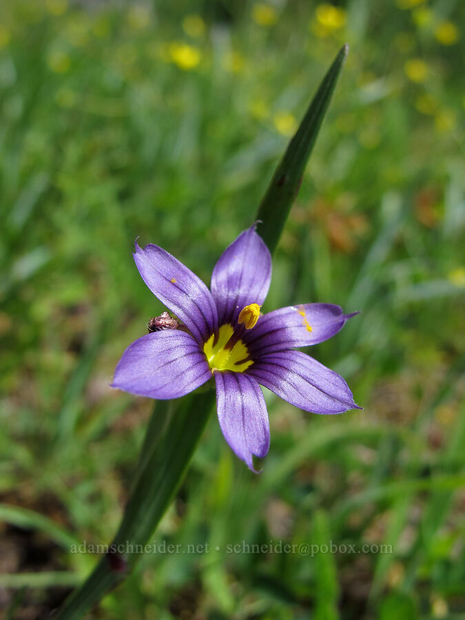 blue-eyed grass (Sisyrinchium idahoense) [Saddle Mountain Trail, Clatsop County, Oregon]