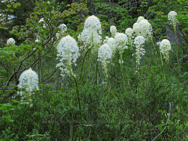 beargrass (Xerophyllum tenax) [Mirror Lake Trail, Mt. Hood National Forest, Clackamas County, Oregon]