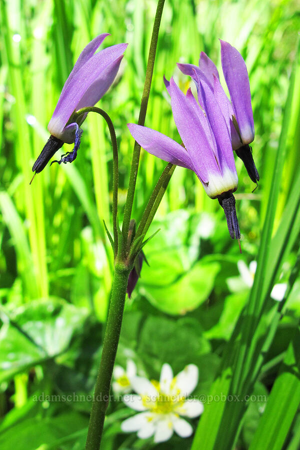 tall mountain shooting-stars (Dodecatheon jeffreyi (Primula jeffreyi)) [Mirror Lake, Mt. Hood National Forest, Clackamas County, Oregon]