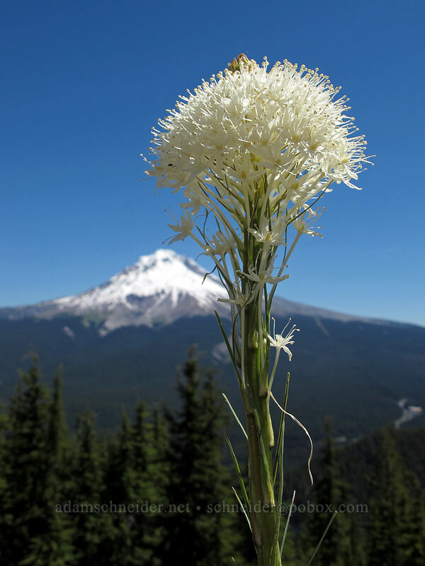 beargrass (Xerophyllum tenax) [Tom Dick & Harry Mountain, Salmon-Huckleberry Wilderness, Clackamas County, Oregon]